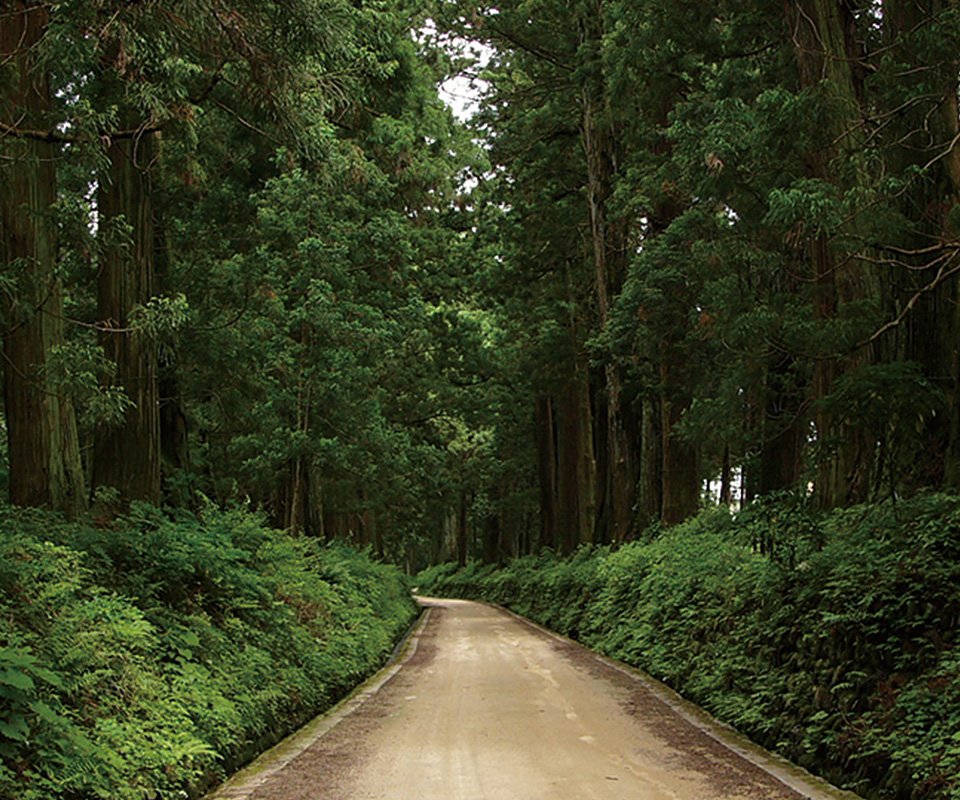 🌳 삼나무 가로수 공원(스기나미키 코엔) 이미지 6